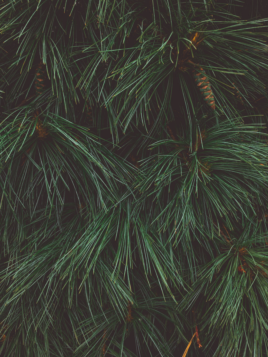 https://www.ppups.com/cdn/shop/files/close-up-of-a-pine-tree-showing-texture-of-pine-needles_460x@2x.jpg?v=1670157442